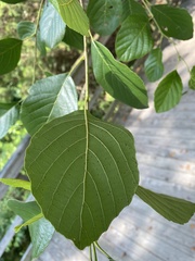 Alnus maritima