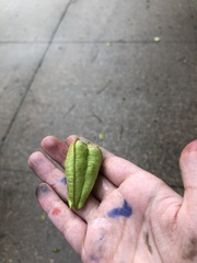 Koelreuteria paniculata