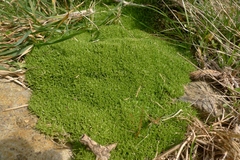 Scleranthus biflorus