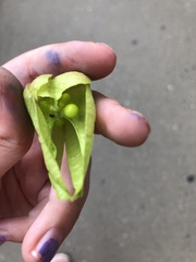 Koelreuteria paniculata