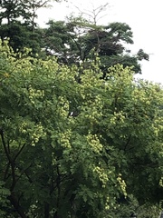 Koelreuteria paniculata