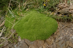 Scleranthus biflorus