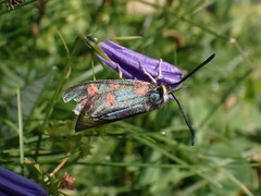 Zygaena anthyllidis