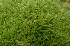 Scleranthus biflorus