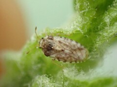 Parapiesma cinereum