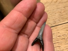 Lamniformes