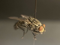 Sarcophaga variegata