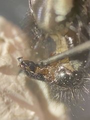 Sarcophaga variegata