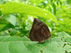 Arhopala centaurus