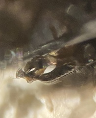 Sarcophaga variegata