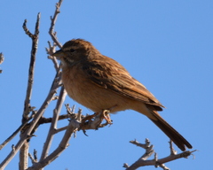 Emberiza impetuani
