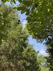 Alnus maritima