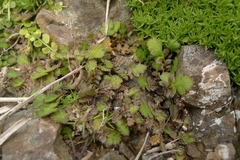 Leptinella squalida squalida