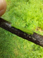 Scoliopteryx libatrix