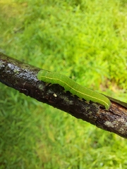 Scoliopteryx libatrix