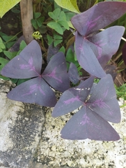 Oxalis triangularis