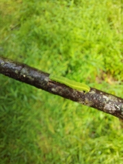 Scoliopteryx libatrix