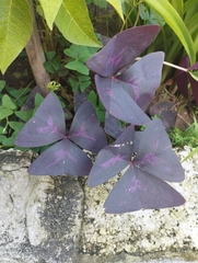 Oxalis triangularis