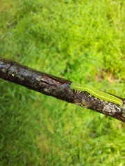 Scoliopteryx libatrix