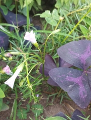 Oxalis triangularis
