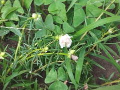 Oxalis triangularis