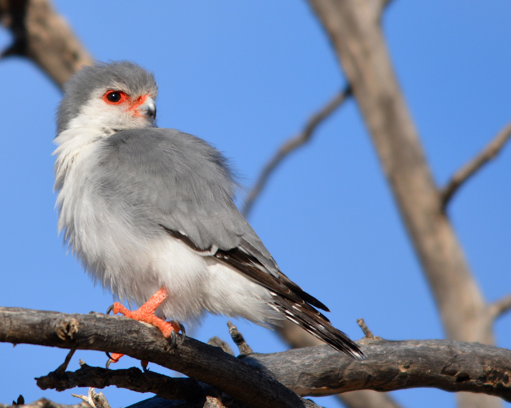 Falcao Pigmeu Africano