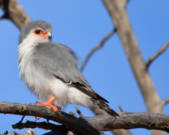 Polihierax semitorquatus