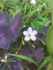 Oxalis triangularis
