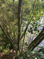 Alnus maritima