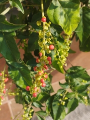 Rivina humilis