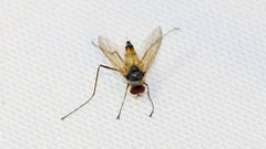 Cholomyia inaequipes