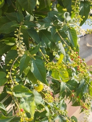 Rivina humilis