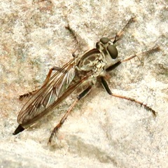 Philonicus fuscatus