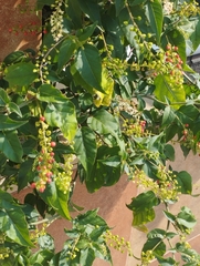 Rivina humilis