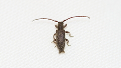 Eupogonius pauper