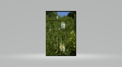 Platanthera × canbyi