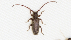 Eupogonius pauper