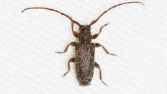 Eupogonius pauper