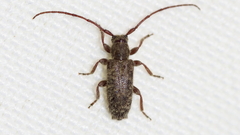 Eupogonius pauper