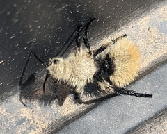 Dasymutilla magna