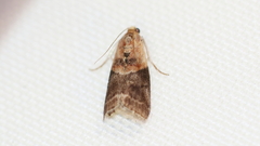 Acrobasis caryalbella