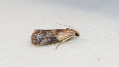 Acrobasis caryalbella