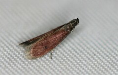 Varneria postremella