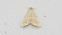 Glaphyria glaphyralis