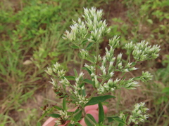 Eupatorium album