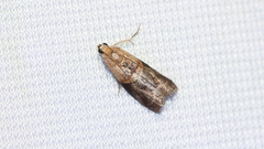 Acrobasis caryalbella
