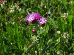 Carduus pycnocephalus