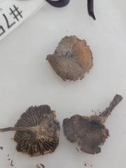 Cortinarius semivestitus