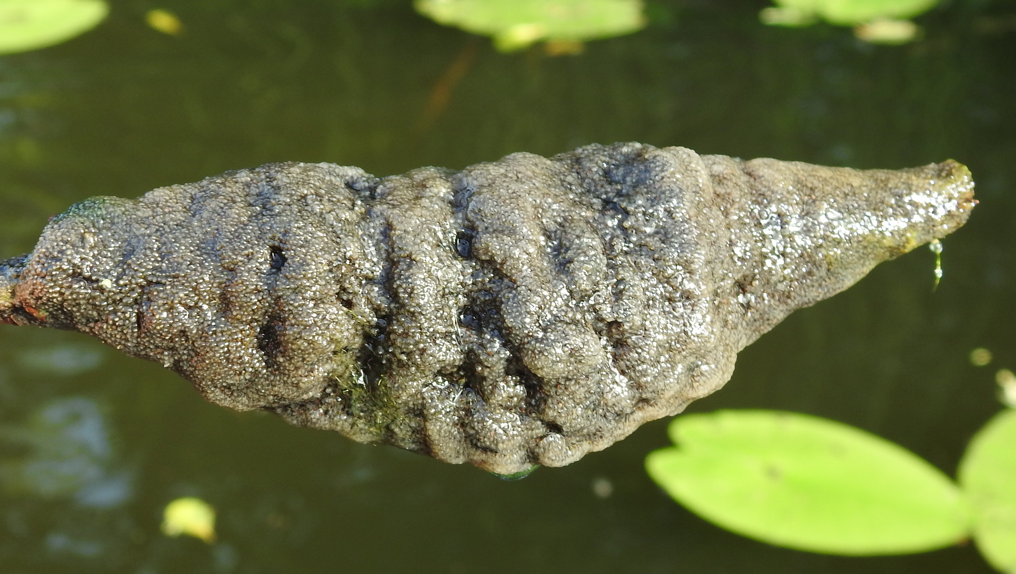 Plumatella fungosa (Pallas, 1768)