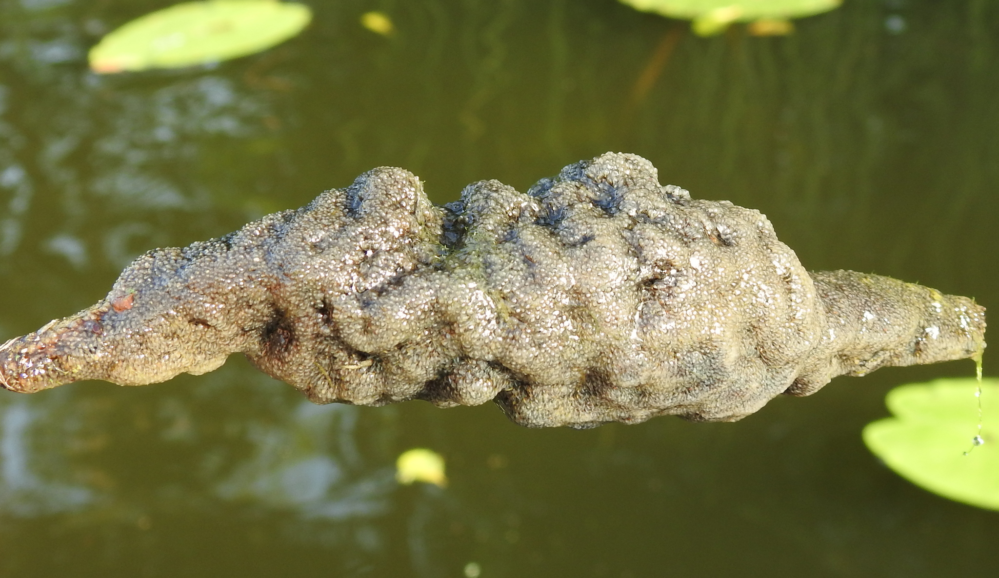 Plumatella fungosa (Pallas, 1768)